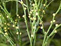 Psilotum has secondarily lost leaves, and bears enations resembling the microphylls of early land plants.