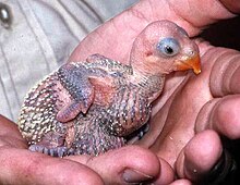 Photo of a pink parrot chick held by a human