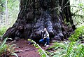 Image 4Redwood tree in northern California redwood forest: According to the National Park Service, "96 percent of the original old-growth coast redwoods have been logged." (from Old-growth forest)
