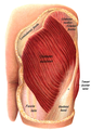 The gluteus maximus, with surrounding fascia. Right buttock, viewed from behind, skin covering removed.