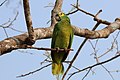 Wild bird in the Pantanal, Brazil