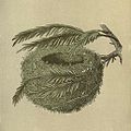 Old drawing of a nest and small branches of a conifer tree