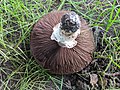 Free hymenium (spore producing tissue layer) (also referred to as gills) of Field Mushroom