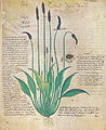Folio 29v, Plantago lanceolata (lamb's tongue)