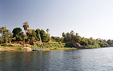 Photography of the Nile with a lush green papyrus plants and palm trees in the background