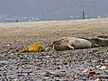 links eine etwa einjährige Kegelrobbe im verschlissenen Fell, rechts ein Seehund