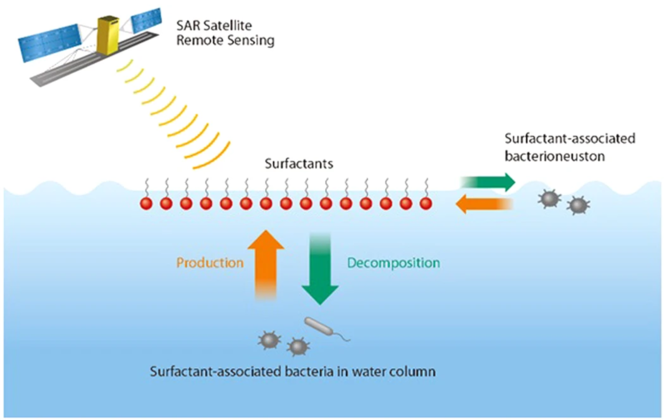 Bacteria, sea slicks and satellite remote sensing Surfactants are capable of dampening the short capillary ocean surface waves and smoothing the sea surface. Synthetic aperture radar (SAR) satellite remote sensing can detect areas with concentrated surfactants or sea slicks, which appear as dark areas on the SAR images.[111]