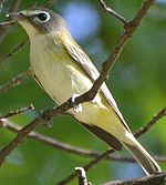 Blue-headed vireo, with a conspicuous eye-ring
