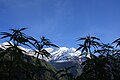 Image 14Cannabis growing as weeds at the foot of Dhaulagiri, Nepal (from Cannabis)