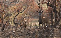 Comoé roan antelope during the dry season