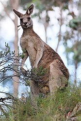 Original - A wild Eastern Grey Kangaroo feeding in native grassland.