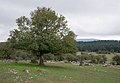 Field maple, Spain
