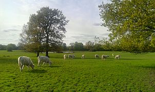 Farmland in Osterley Park