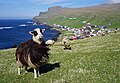 Schaf auf Suðuroy