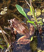 Grasfrosch findet geeignete Lebensraum an der Maasbecke