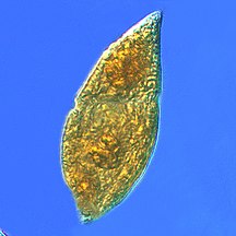 Gyrodinium, one of the few naked dinoflagellates which lack armour