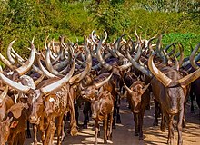 A Herd of Ankole long horned cattle in Uganda