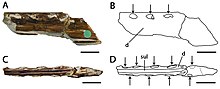Illustration of the type mandible fragment of Lonchodectes
