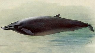 Sowerby's beaked whale, Mesoplodon bidens; a male, with conspicuous teeth in the lower jaw