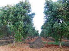 Pruned trees in neat rows at Ostuni, Apulia, Italy