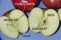 An apple is a simple, fleshy fruit. Key parts are the epicarp, or exocarp, or outer skin (not labelled); and the mesocarp and endocarp (labelled).