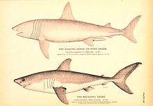 Monochromatic drawings of two sharks, one labeled "the basking shark, or bone shark – Cetorhinus maximus", and the other "the mackerel shark – Lamna cornubica"