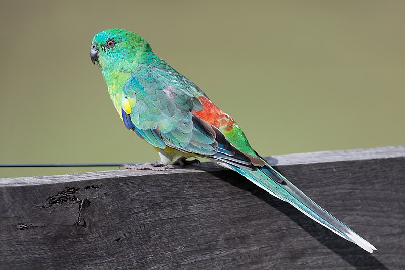 Red-rumped Parrot (Psephotus haematonotus) male, Cornwallis Rd, New South Wales, Australia