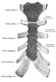 Sternum cut along the frontal plane showing interior of the bone