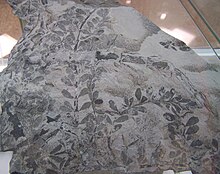 A piece of rock showing imprints of about four slender vine-like stems with small wedged-shaped leaves arranged around regularly spaced nodes.