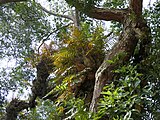 Epiphytic ferns in India