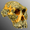 AL 444-2 skull