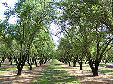 An avenue of trees in an orchard in Winton