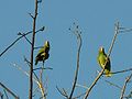 Yellow naped parrots