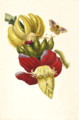 Platte XII aus Metamorphosis insectorum Surinamensium, Banane