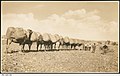 Image 11A camel train in the desert, with each of the camels loaded with two bales of wool from Arrabura Station, 1931. (from Transport in South Australia)