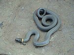 Ring-necked snake (Diadophis punctatus)