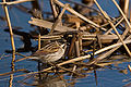 Quality image Reed Bunting