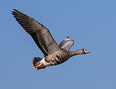 Greater white-fronted goose in flight-1045