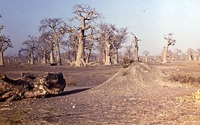 Grove of baobabs