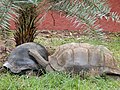 Hyd Zoo - Two Tortoises