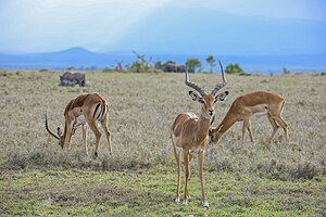 Impalas in Ruanda