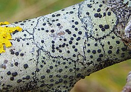branch covered in smooth white crust marked with round, raised black dots and think black lines