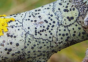 Branch coated with a paintlike white crust, marked with raised black spots and thin black lines