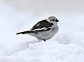 Snow bunting Plectrophenax nivalis snespurv