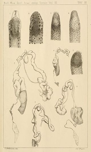 Italian Limax slugs with genitalia dissected out (1888)[57]