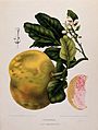 Flowering and fruiting branch with numbered fruit segment and flower section, chromolithograph by P. Depannemaeker, c. 1885, after B. Hoola van Nooten