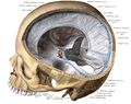 Falx cerebri in relation to the skull.