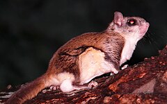 Southern flying squirrel (Glaucomys volans)