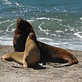 Male and female sea lion