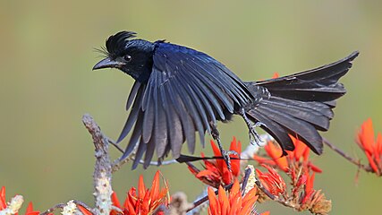 A greater racket-tailed drongo visiting Erythrina flowers at Satchari National Park in Bangladesh